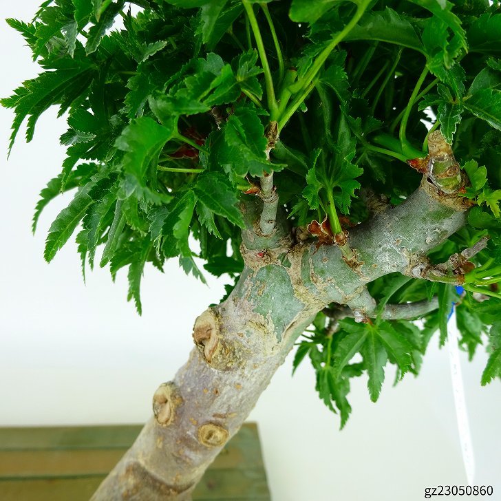 お値打ち 紅葉 もみじ 獅子頭【盆栽】紅葉 黒松 五葉松 真柏 BONSAI 目盛り