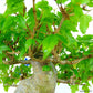 The potted maple tree is about 19cm tall. Acer Acer Acer Acer Acer Deciduous Trees Appreciation Notes