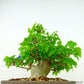 The potted maple tree is about 19cm tall. Acer Acer Acer Acer Acer Deciduous Trees Appreciation Notes