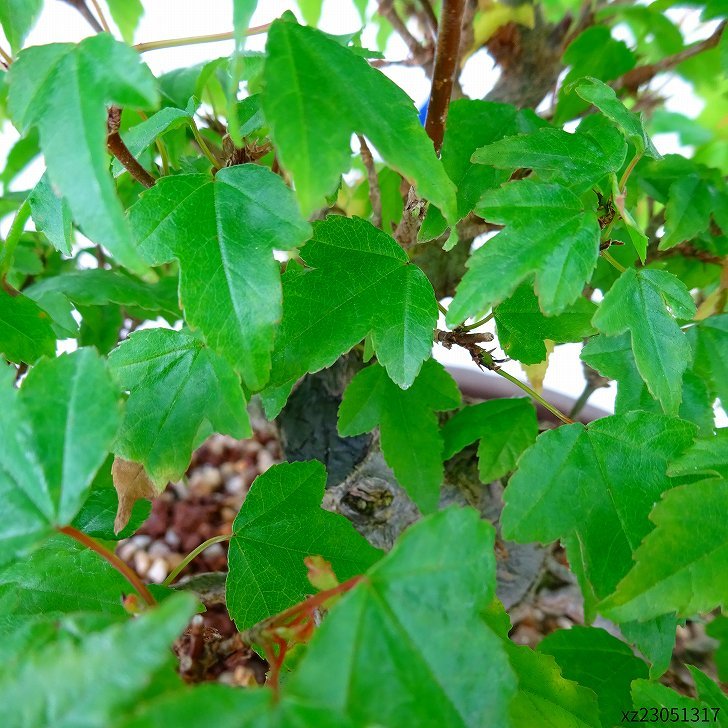 盆栽 楓 樹高 約19cm かえで Acer カエデ 紅葉 カエデ科 落葉樹 観賞用 小品