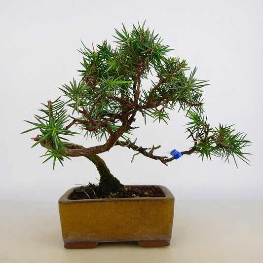 盆栽 松 杜松 樹高 約15cm としょう Juniperus rigida トショウ ヒノキ科 常緑針葉樹 観賞用 小品