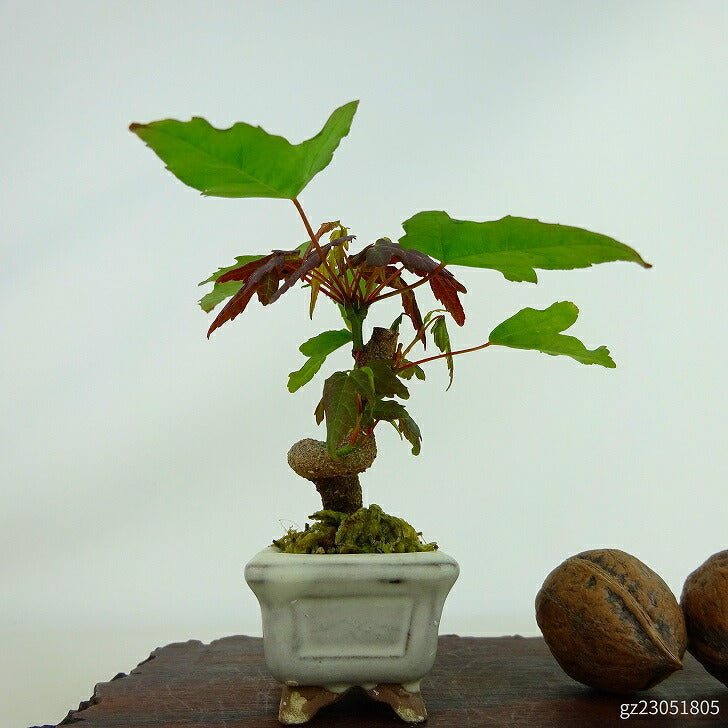 盆栽 楓 ミニ盆栽 樹高 約7cm かえで Acer カエデ 紅葉 カエデ科 落葉樹 観賞用 小品