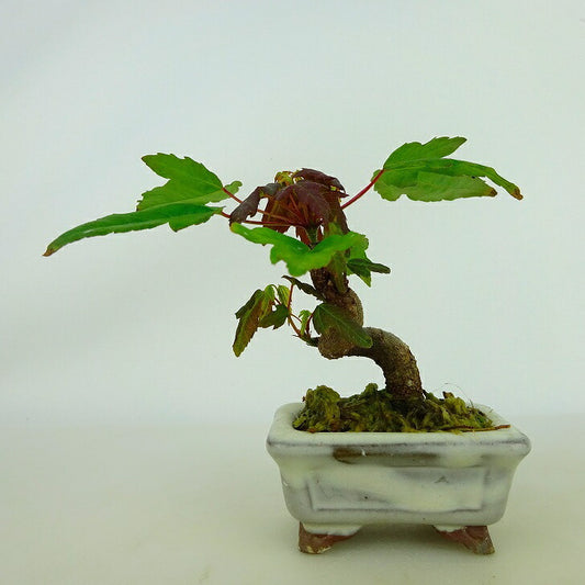 盆栽 楓 ミニ盆栽 樹高 約7cm かえで Acer カエデ 紅葉 カエデ科 落葉樹 観賞用 小品