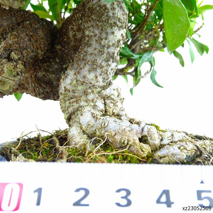 盆栽 定家葛 樹高 約19cm ていかかずら テイカカズラ 花物 つる性 キョウチクトウ科 常緑樹 紅葉 観賞用 小品 d1094347648