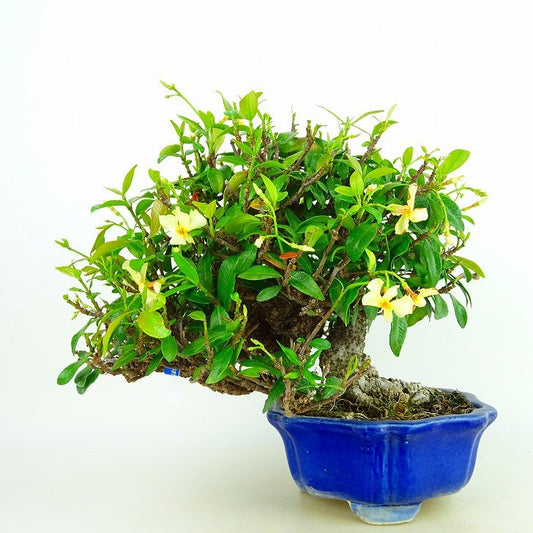 The potted kudzu tree is about 19cm tall. The height of the kudzu tree is about 19cm.