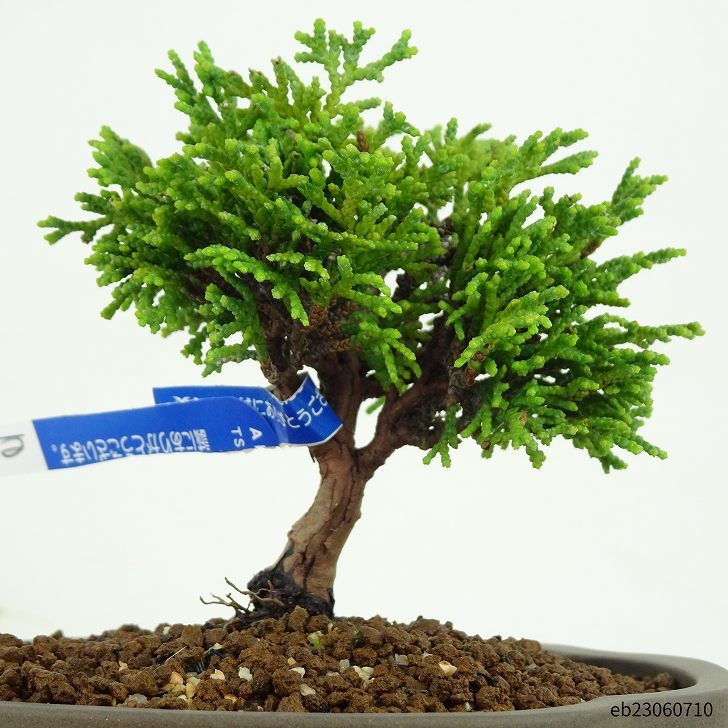 盆栽 桧 樹高 9cm ひのき Chamaecyparis obtusa ヒノキ ヒノキ科 常緑樹 観賞用 小品