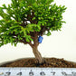 盆栽 桧 樹高 9cm ひのき Chamaecyparis obtusa ヒノキ ヒノキ科 常緑樹 観賞用 小品