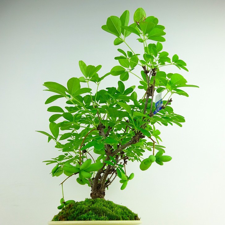 The height of the potted Akebia tree is about 29cm. Akebia quinata is a deciduous tree of the Akebia family for viewing.