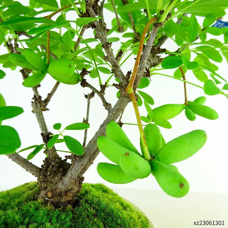 盆栽 木通 樹高 約29cm あけび Akebia quinata アケビ 実物 つる性 アケビ科 落葉樹 観賞用