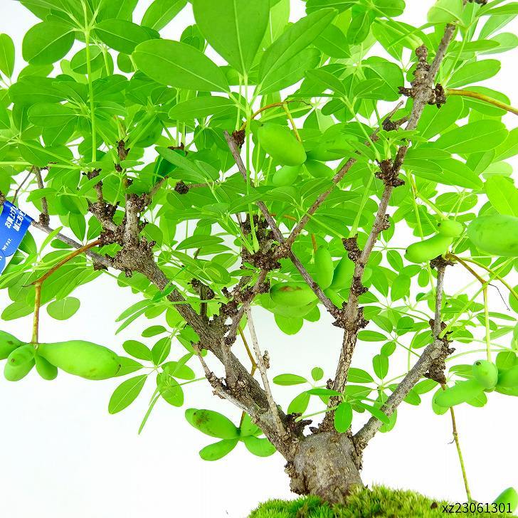 The height of the potted Akebia tree is about 29cm. Akebia quinata is a deciduous tree of the Akebia family for viewing.