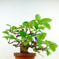 盆栽 花梨 樹高 上下 約24cm かりん Pseudocydonia sinensis カリン バラ科 落葉樹 観賞用