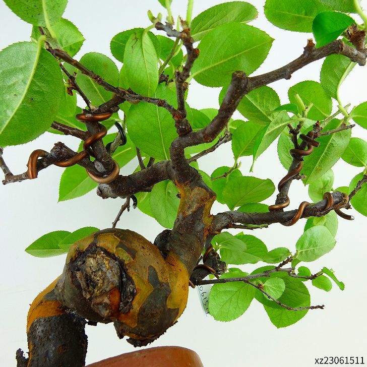 盆栽 花梨 樹高 上下 約24cm かりん Pseudocydonia sinensis カリン バラ科 落葉樹 観賞用