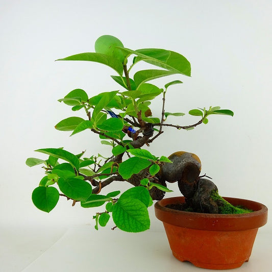 The height of the potted rosewood tree is about 24cm. Pseudocydonia sinensis is a deciduous tree of the family Kurainidae. It is for viewing.