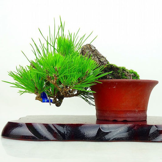 盆栽 松 黒松 樹高 上下 17cm くろまつ Pinus thunbergii クロマツ マツ科 常緑針葉樹 観賞用 小品
