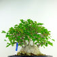 盆栽 楓 樹高 約25cm かえで 高級盆栽 Acer カエデ 紅葉 カエデ科 落葉樹 観賞用