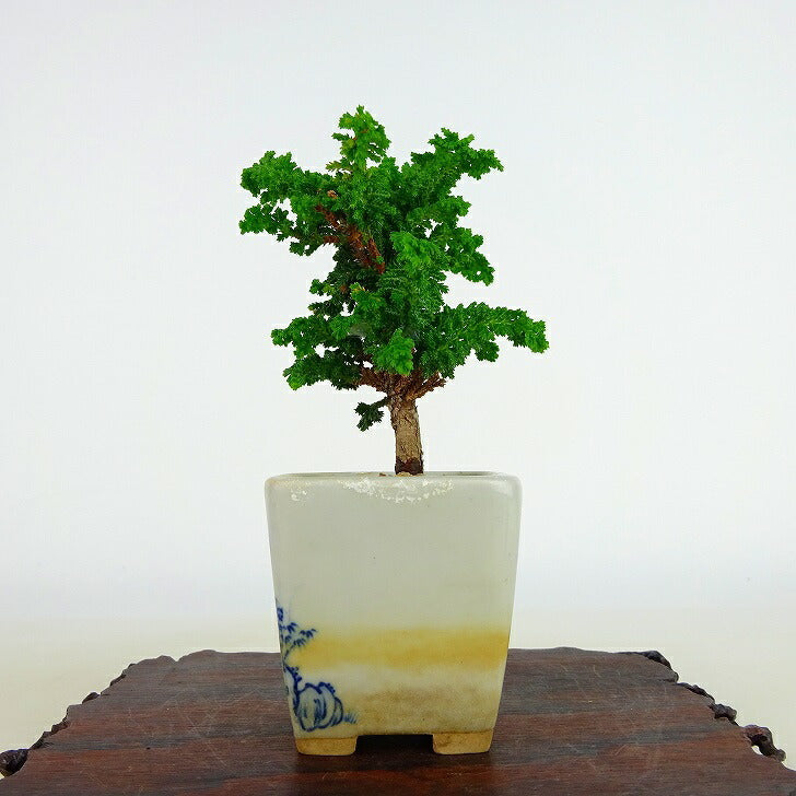 檜　桧　ヒノキ　盆栽 29(水)24時迄の大特価！ 中品盆栽 檜(ヒノキ) 【公式通販】