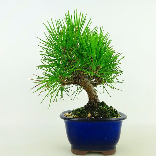 盆栽 松 黒松 樹高 約17cm くろまつ Pinus thunbergii クロマツ マツ科 常緑針葉樹 観賞用 小品