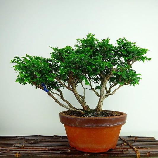 盆栽 桧 津山桧 樹高 約21cm つやまひのき Chamaecyparis obtusa ツヤマヒノキ ヒノキ科 常緑樹 観賞用