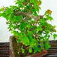 盆栽 楓 樹高 約17cm かえで Acer カエデ 紅葉 カエデ科 落葉樹 観賞用 小品 g1099275109