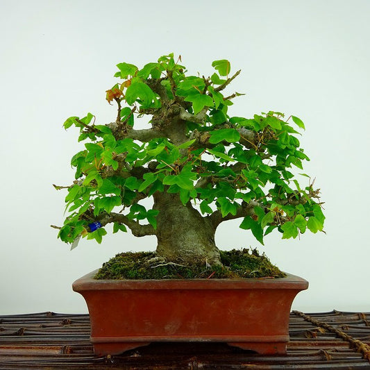 盆栽 楓 樹高 約17cm かえで Acer カエデ 紅葉 カエデ科 落葉樹 観賞用 小品