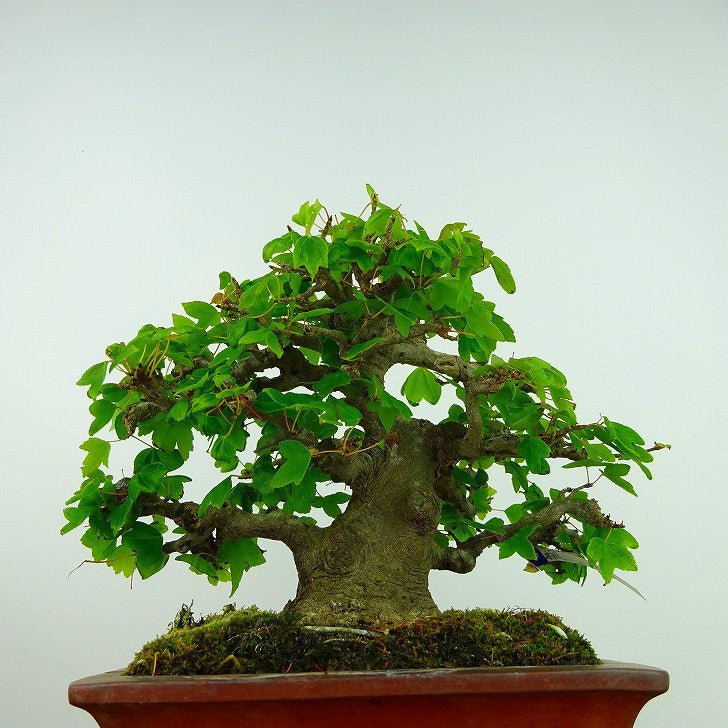 盆栽 楓 樹高 約17cm かえで Acer カエデ 紅葉 カエデ科 落葉樹 観賞用 小品 g1099275109
