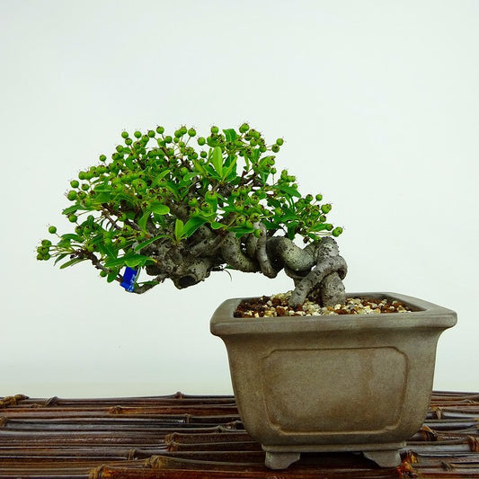 盆栽 ピラカンサ 樹高 約10cm Pyracantha 実物 バラ科 常緑樹 観賞用 小品