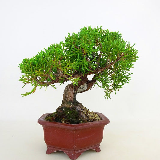 盆栽 真柏 樹高 約15cm しんぱく Juniperus chinensis シンパク ヒノキ科 常緑樹 観賞用 小品