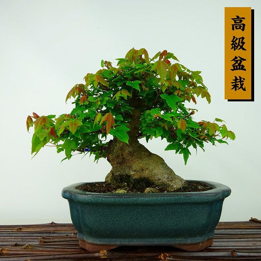 The potted maple tree is about 16cm tall. The high-end bonsai Acer カエデred foliage deciduous tree appreciation sketch.