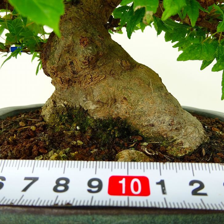 盆栽 楓 樹高 約16cm かえで 高級盆栽 Acer カエデ 紅葉 カエデ科 落葉樹 観賞用 小品