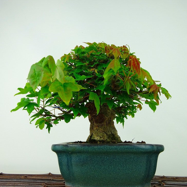 盆栽 楓 樹高 約16cm かえで 高級盆栽 Acer カエデ 紅葉 カエデ科 落葉樹 観賞用 小品
