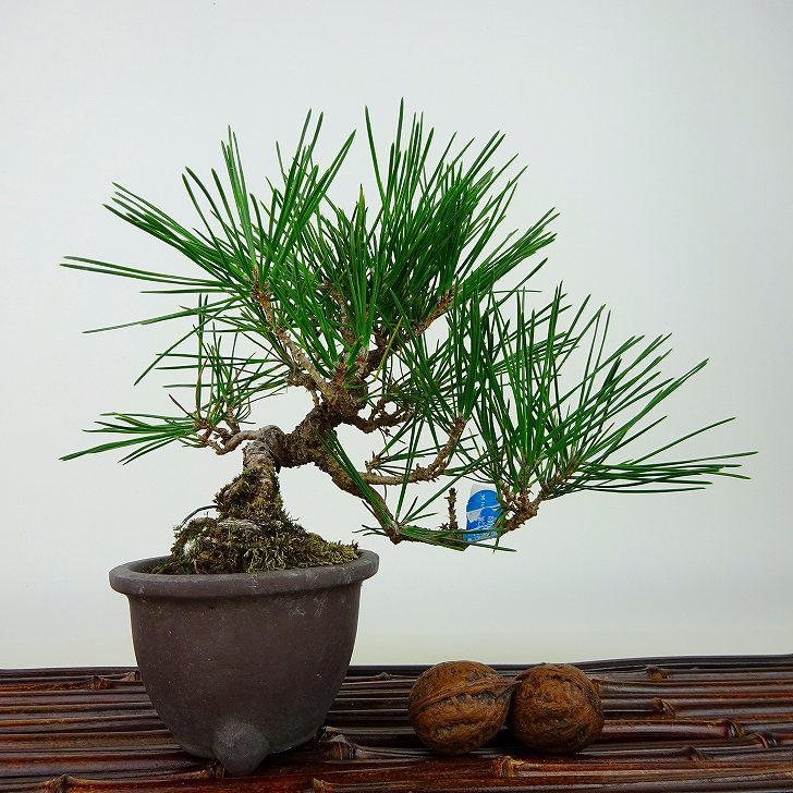 盆栽 松 黒松 樹高 上下 約15cm くろまつ Pinus thunbergii クロマツ マツ科 常緑針葉樹 観賞用 小品