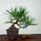 盆栽 松 黒松 樹高 上下 約15cm くろまつ Pinus thunbergii クロマツ マツ科 常緑針葉樹 観賞用 小品