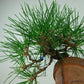 The potted black pine tree is about 18cm high and low. Pinus thunbergii, evergreen coniferous tree of the family Pinus thunbergii, is an appreciation sketch.