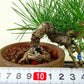 盆栽 松 黒松 樹高 上下 約18cm くろまつ Pinus thunbergii クロマツ マツ科 常緑針葉樹 観賞用 小品