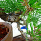 盆栽 松 黒松 樹高 上下 約18cm くろまつ Pinus thunbergii クロマツ マツ科 常緑針葉樹 観賞用 小品