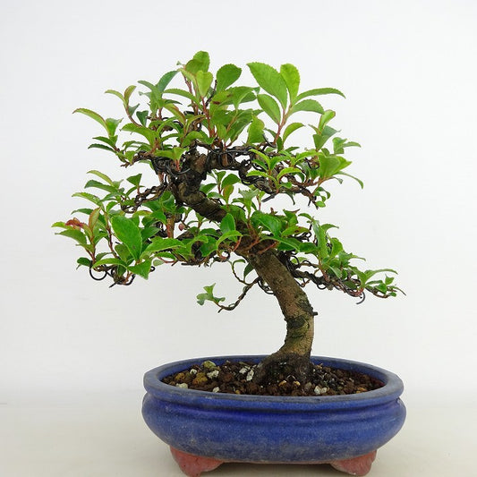 The potted sakura tree is about 17cm tall. Eurya japonica var. japonica is an evergreen tree for appreciation.