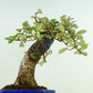 盆栽 寒茱萸 樹高 約22cm かんぐみ Elaeagnus カングミ グミ科 常緑樹 観賞用