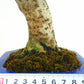 Potted Cornus officinalis tree, about 22cm tall, Elaeagnus かんぐみ Elaeagnus カングミグミfamily evergreen tree for viewing