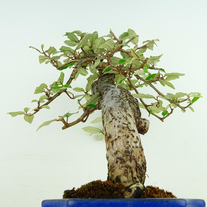 盆栽 寒茱萸 樹高 約22cm かんぐみ Elaeagnus カングミ グミ科 常緑樹 観賞用
