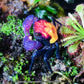 黃紫面惡魔蟹 Vampire Crab Geosesarma tricolor-1