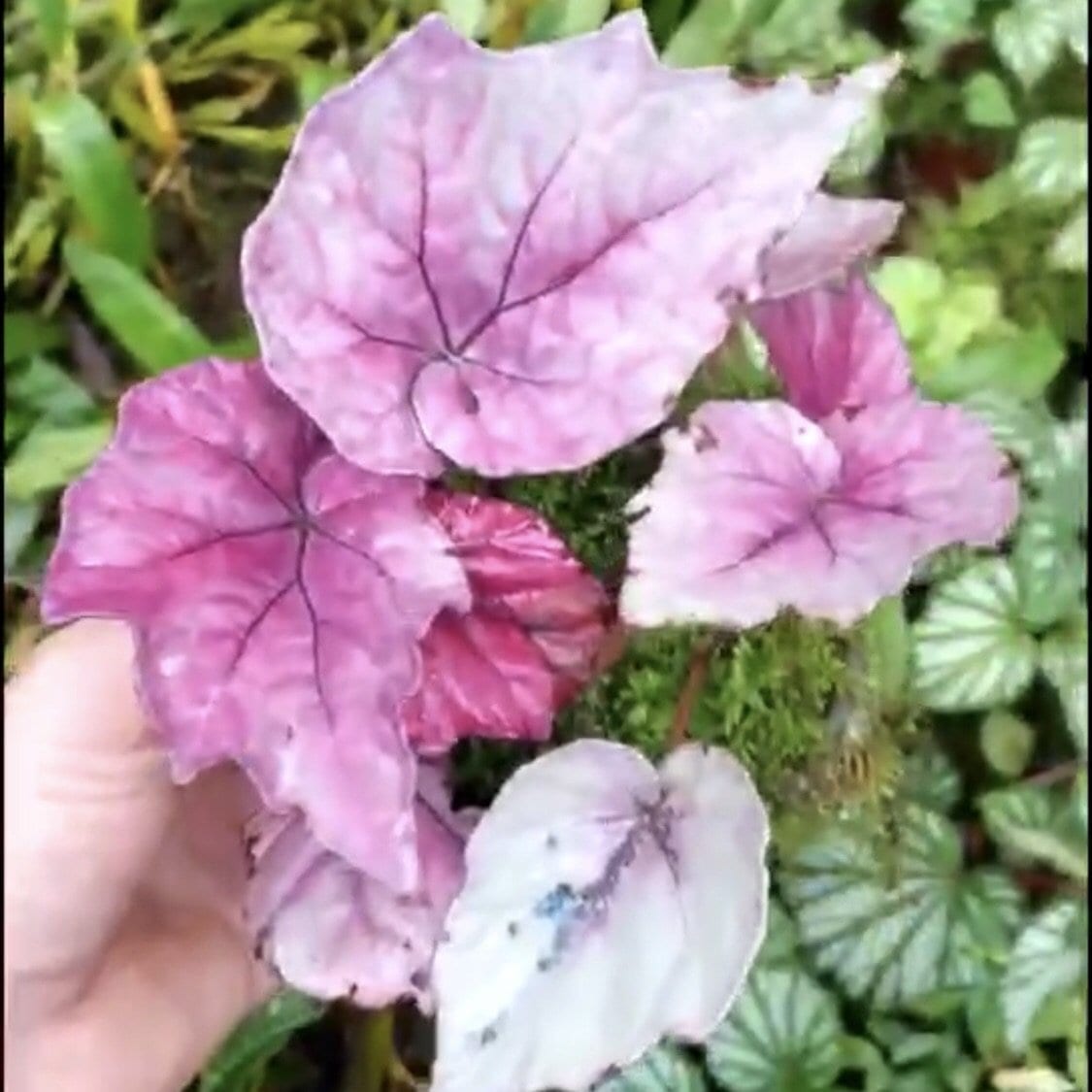 秋海棠  Begonia sp all pink