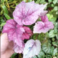 秋海棠  Begonia sp all pink