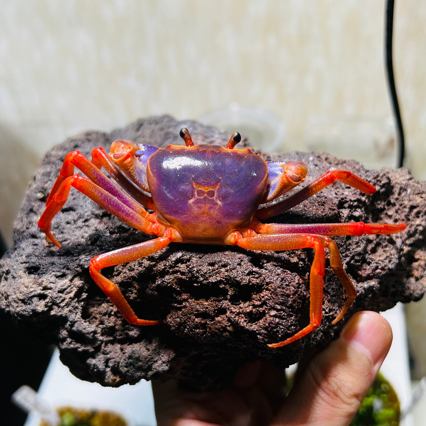 紫羅蘭長腳蟹 Rainbow Lightning Crab