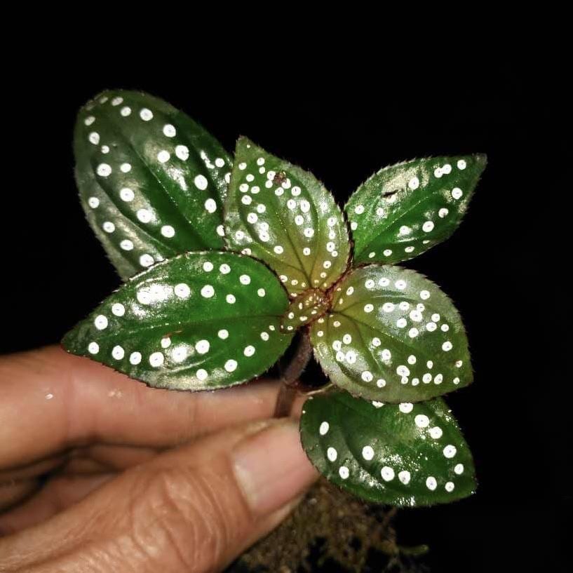 蜂鬥草  Sonerila sp. green