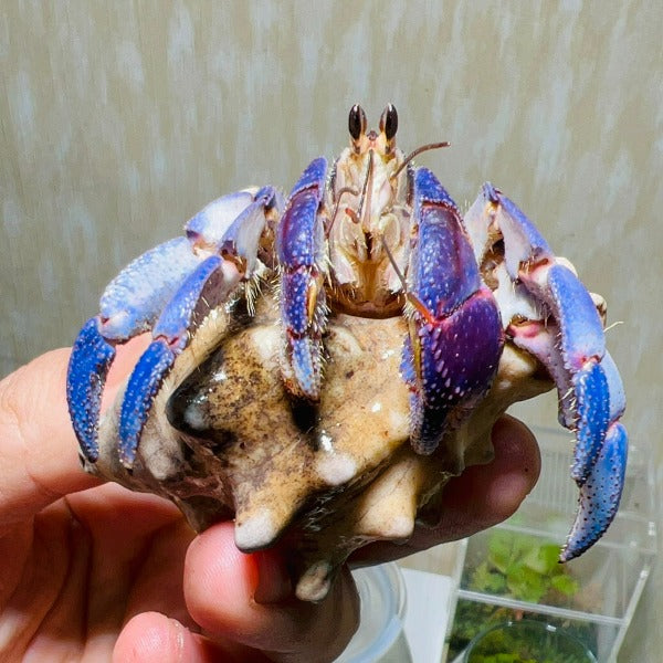 日本紫陸寄居蟹 Japanese Blueberry Hermit Crab ( Coenobita Purpureus )