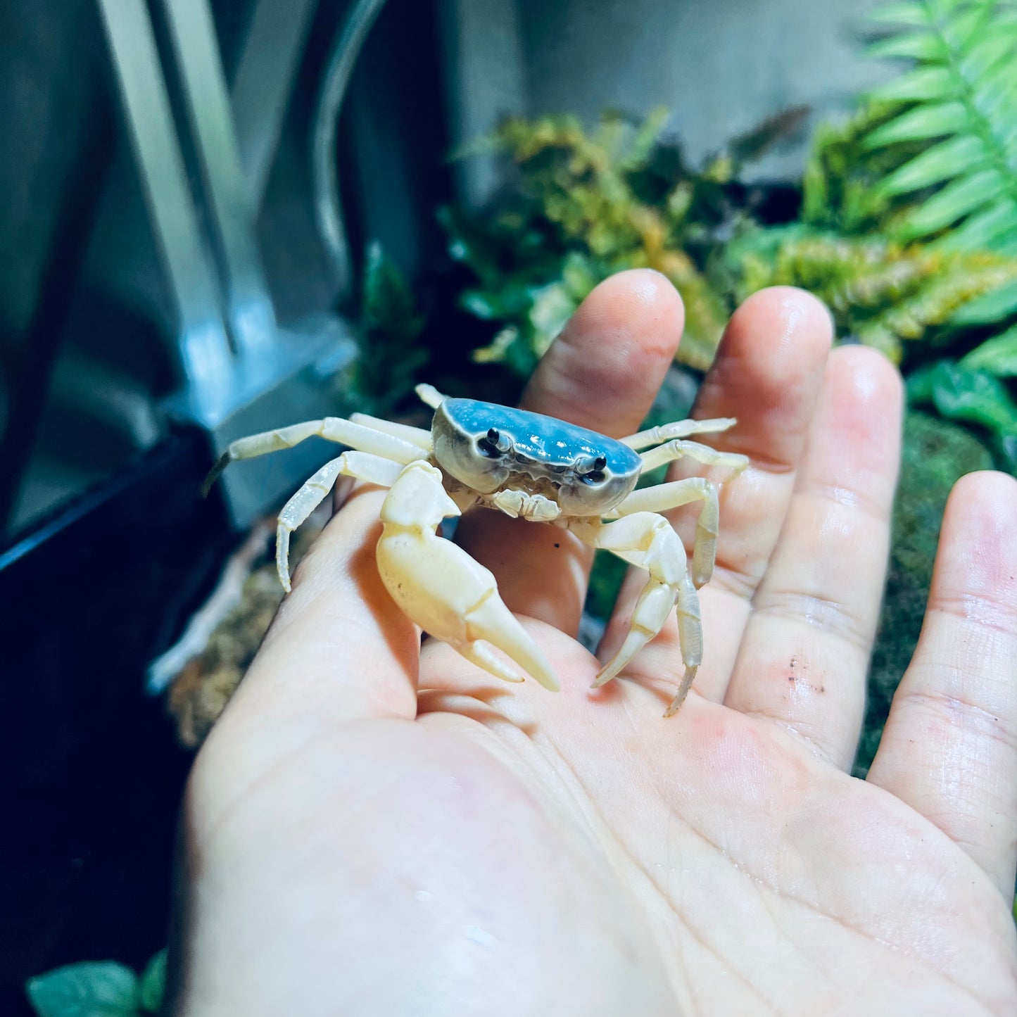 藍玉蟹  Blue Jade Crab