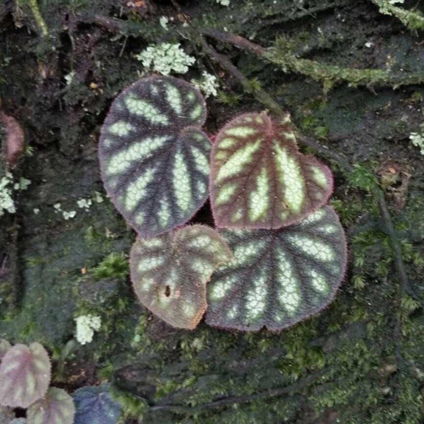 變色秋海棠 Begonia versicolor