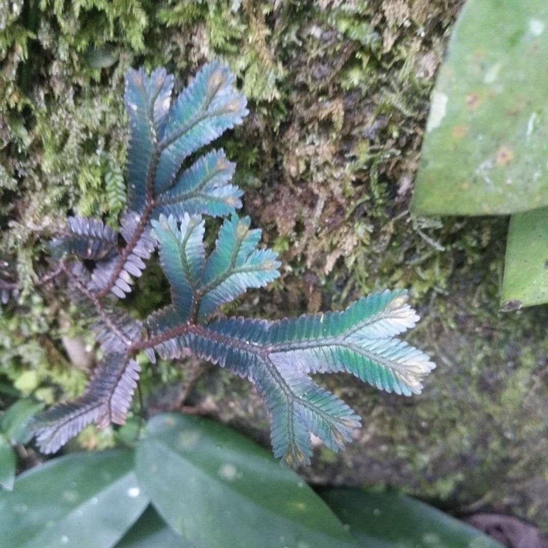 反光靛藍卷柏 Green Peacock Spikemoss (Selaginella uncinata)