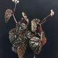 銀河秋海棠  Begonia variabilis