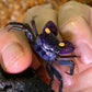 紫幽靈惡魔蟹 Purple Gloves Vampire Crab